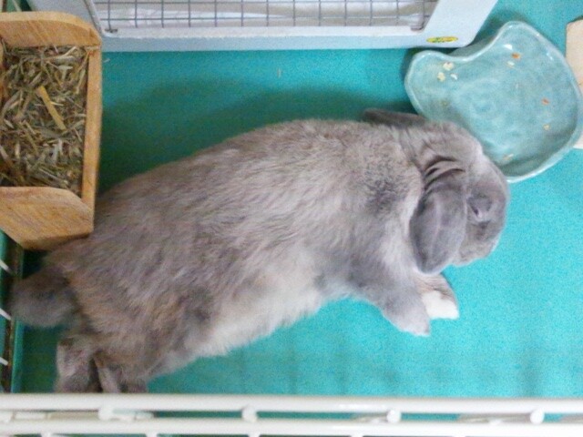mypet-rabbit-sora-110806-4