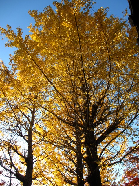 autumn-leaves-2012-shinnyodo-8