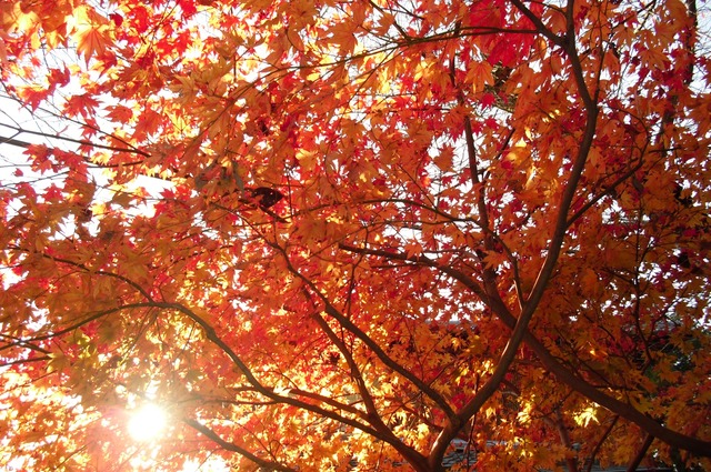 autumn-leaves-2012-kyoto-tetsugakunomichi-10