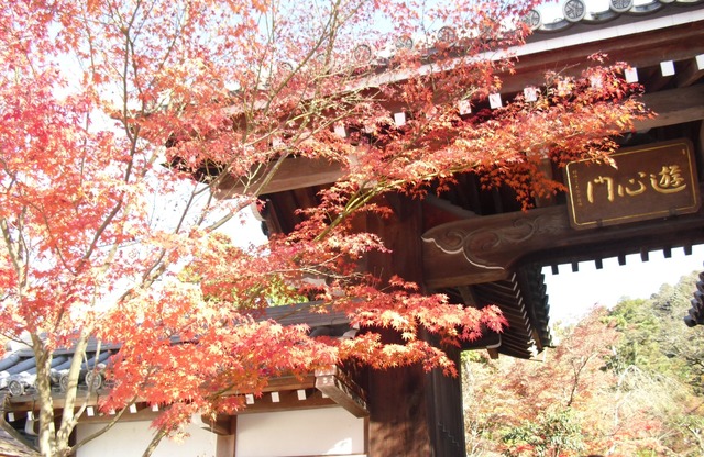 autumn-leaves-2012-eikando-1