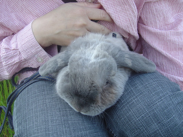 mypet-rabbit-sora-usanpo2011-11