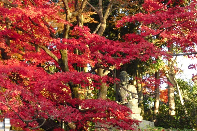 autumn-leaves-2012-shinnyodo-17