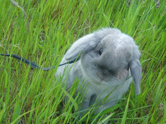 mypet-rabbit-sora-usanpo2011-14