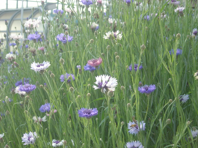 mypet-rabbit-sora-usanpo2011-1