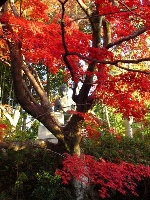 autumn-leaves-2012-shinnyodo-21