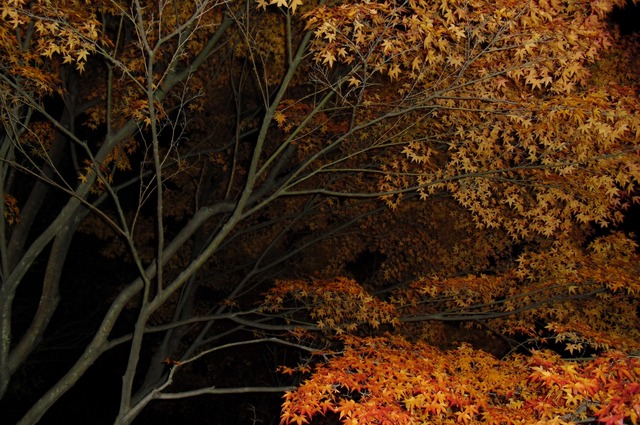 autumn-leaves-2012-chionin-11