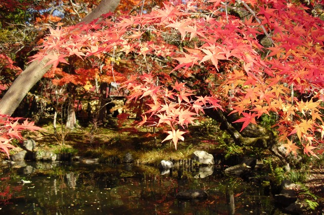 autumn-leaves-2012-eikando-3
