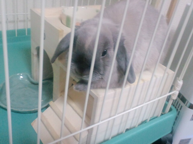 mypet-rabbit-sora-100318-2