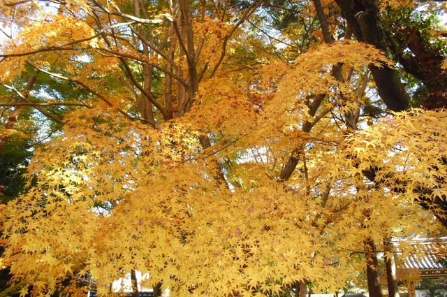 autumn-leaves-2012-nanzenji-7