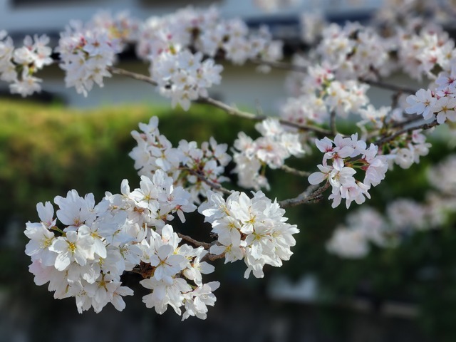 cherry-blossom-230329-5