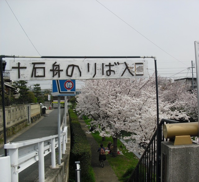 cherry-blossom-fushimi-jyukkokubune-2012-1
