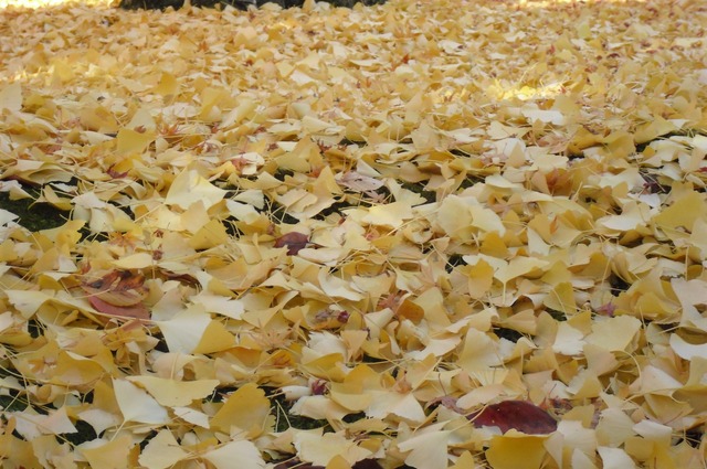 autumn-leaves-2012-eikando-22