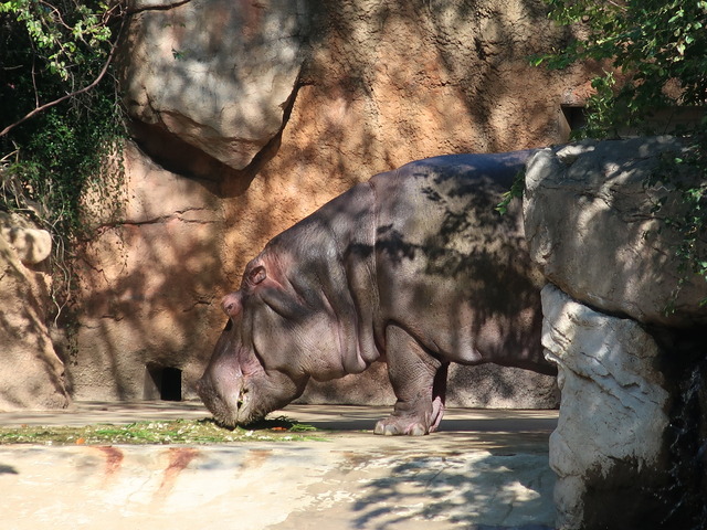 kobe-ojizoo-2010-05