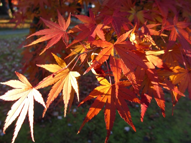 autumn-leaves-2012-shinnyodo-6