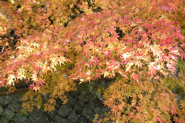 autumn-leaves-2012-kyoto-tetsugakunomichi-6