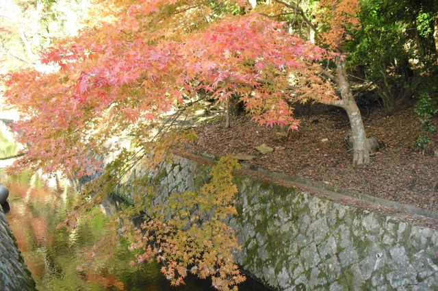 autumn-leaves-2012-kyoto-tetsugakunomichi-5