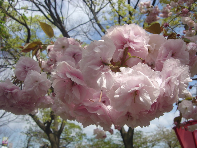 cherry-blossom-japanmint-2010-8