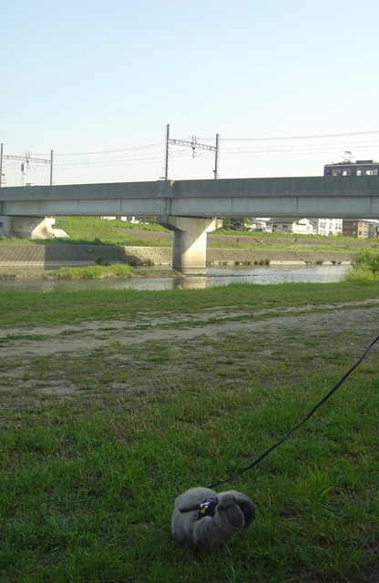 mypet-rabbit-sora-usanpo2011-13