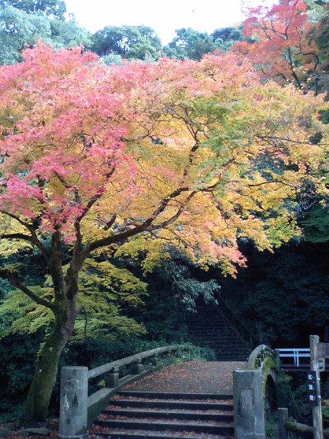 autumn-leaves-2006-minoh-2