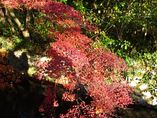 autumn-leaves-2012-kyoto-tetsugakunomichi-1