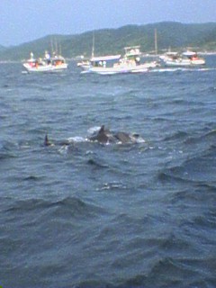 kyusyu-0508-4-iruka-watching-9