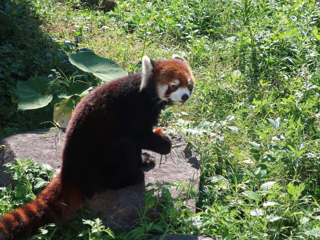 kobe-ojizoo-2010-06a