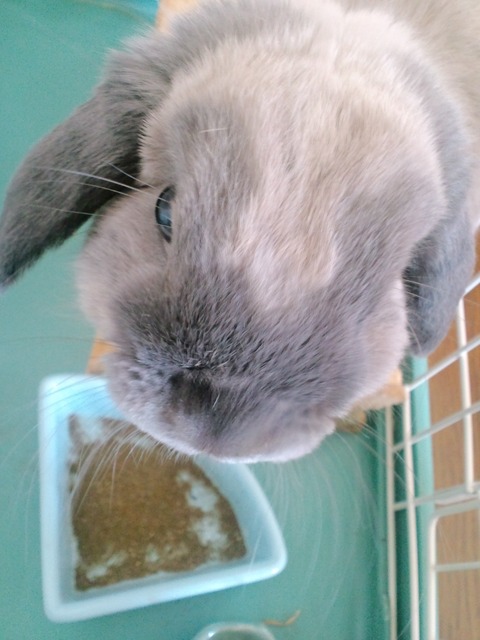 mypet-rabbit-sora-0904-1