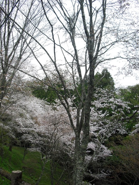 cherry-blossom-nara-yoshino-2012-5