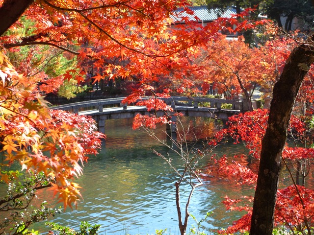 autumn-leaves-2012-eikando-13