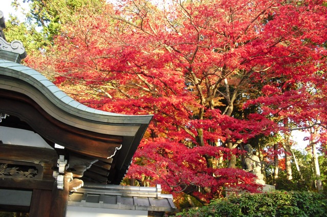 autumn-leaves-2012-shinnyodo-18