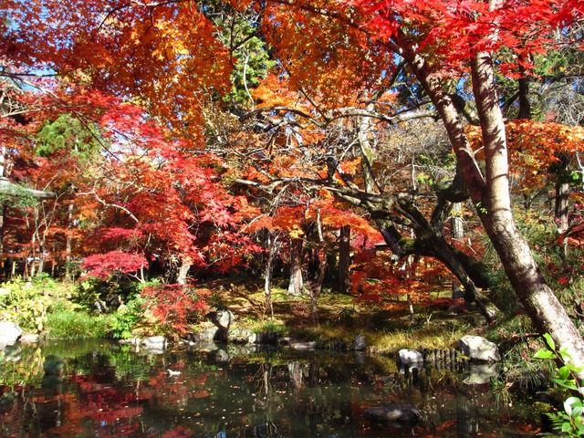 autumn-leaves-2012-eikando-4