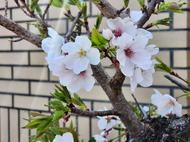 cherry-blossom-230329-2