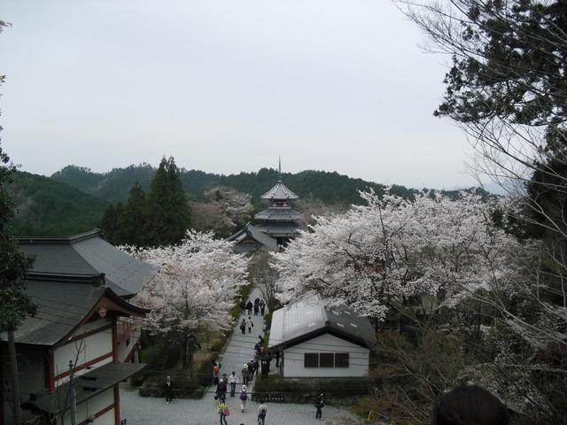 cherry-blossom-nara-yoshino-2012-4