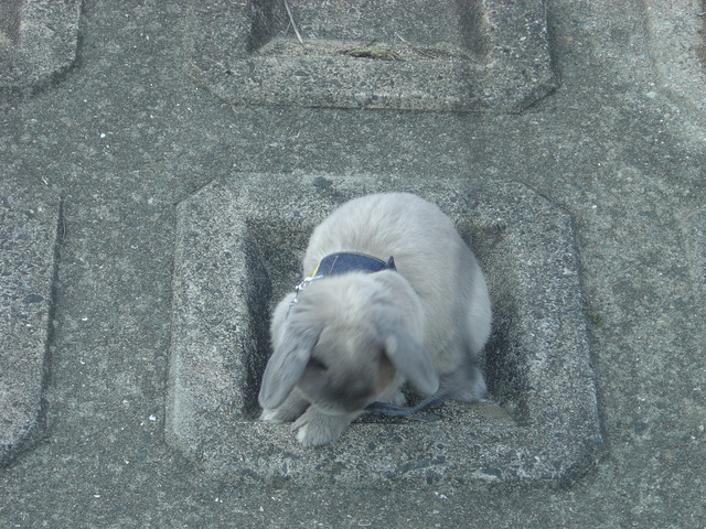 mypet-rabbit-sora-usanpo2011-9