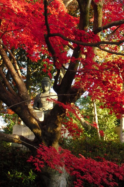 autumn-leaves-2012-shinnyodo-19