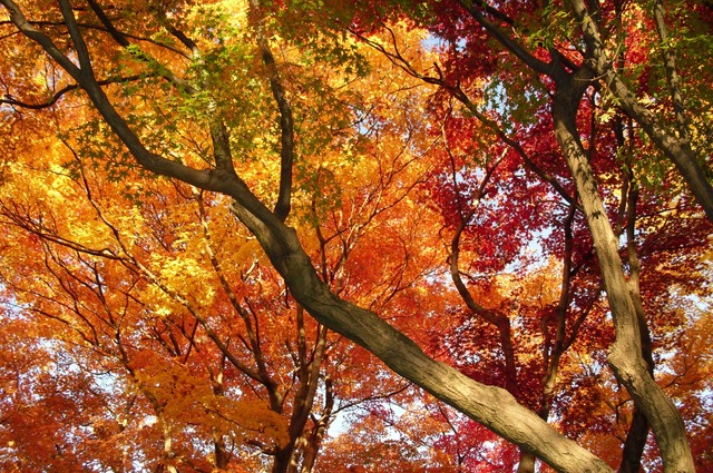 autumn-leaves-2012-shinnyodo-10