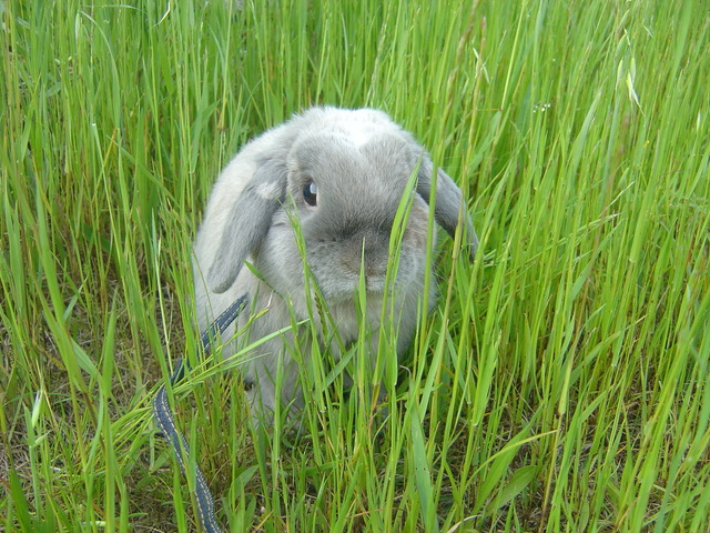 mypet-rabbit-sora-usanpo2011-8