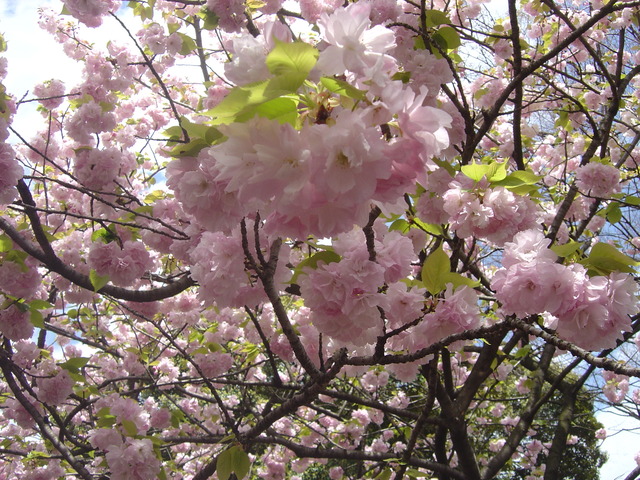 cherry-blossom-japanmint-2010-6