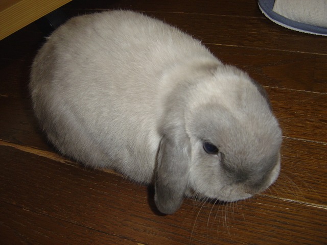 mypet-rabbit-sora-090811