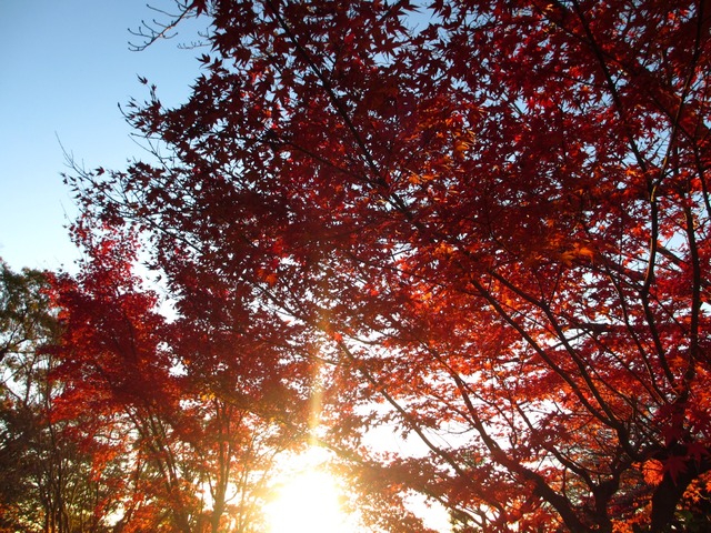 autumn-leaves-2012-shinnyodo-27