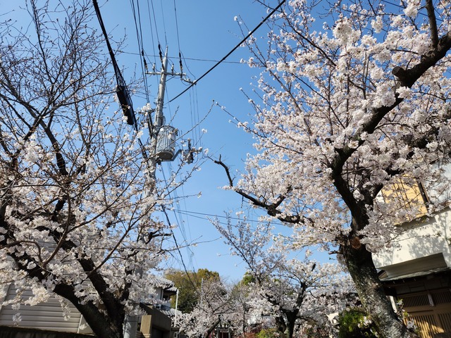 cherry-blossom-230329-1
