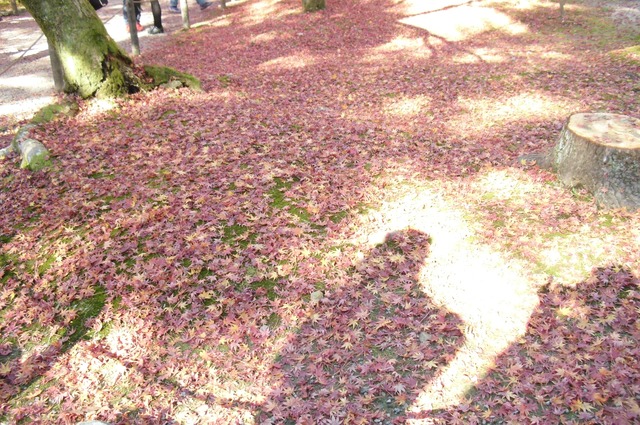 autumn-leaves-2012-nanzenji-13