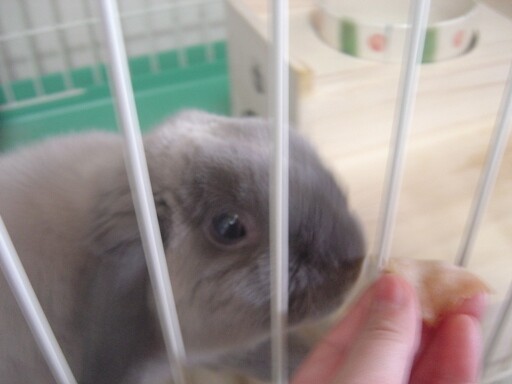 mypet-rabbit-sora-birthday-100410-7