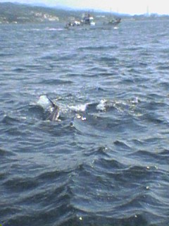 kyusyu-0508-4-iruka-watching-8