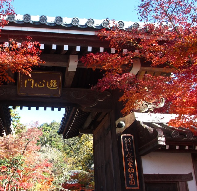 autumn-leaves-2012-eikando-2