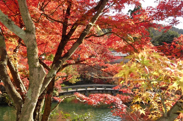 autumn-leaves-2012-eikando-12