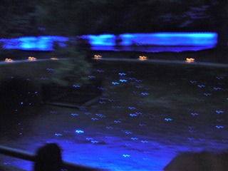 kyoto-hanatouro-higashiyama-201103-2