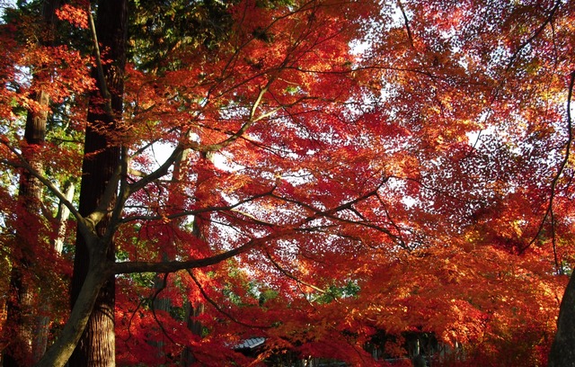autumn-leaves-2012-shinnyodo-2