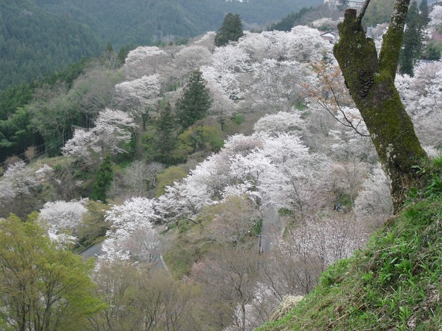 cherry-blossom-nara-yoshino-2012-1