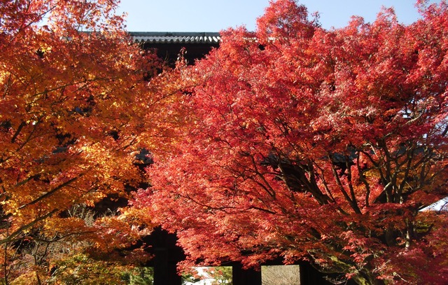 autumn-leaves-2012-nanzenji-10